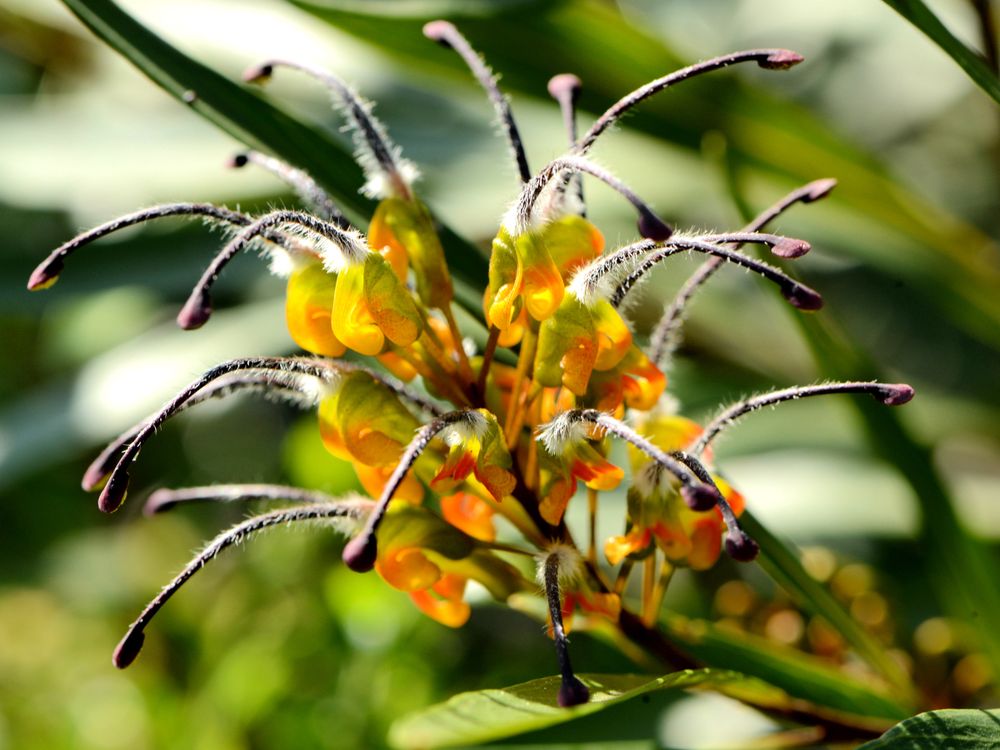 Explore the Grevillea Park at winter open days post image