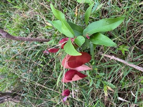 Tree of the Month: Powder Puff Lilly Pilly post image