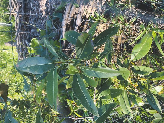 Tree of the month: Corkwood post image