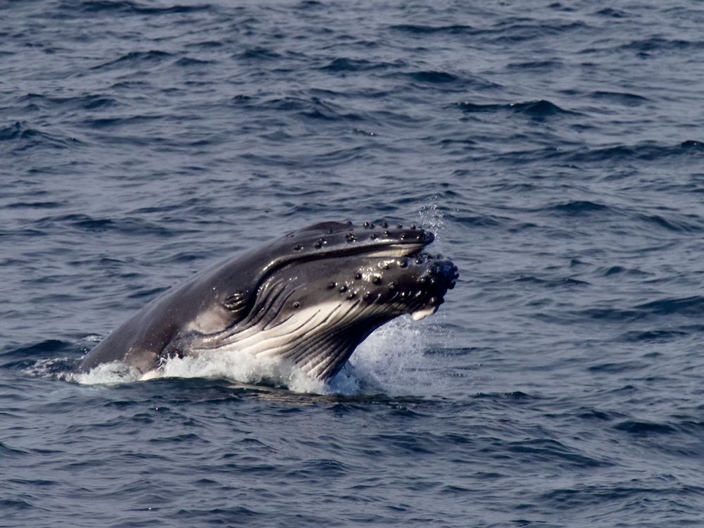 Whale season wraps up post image