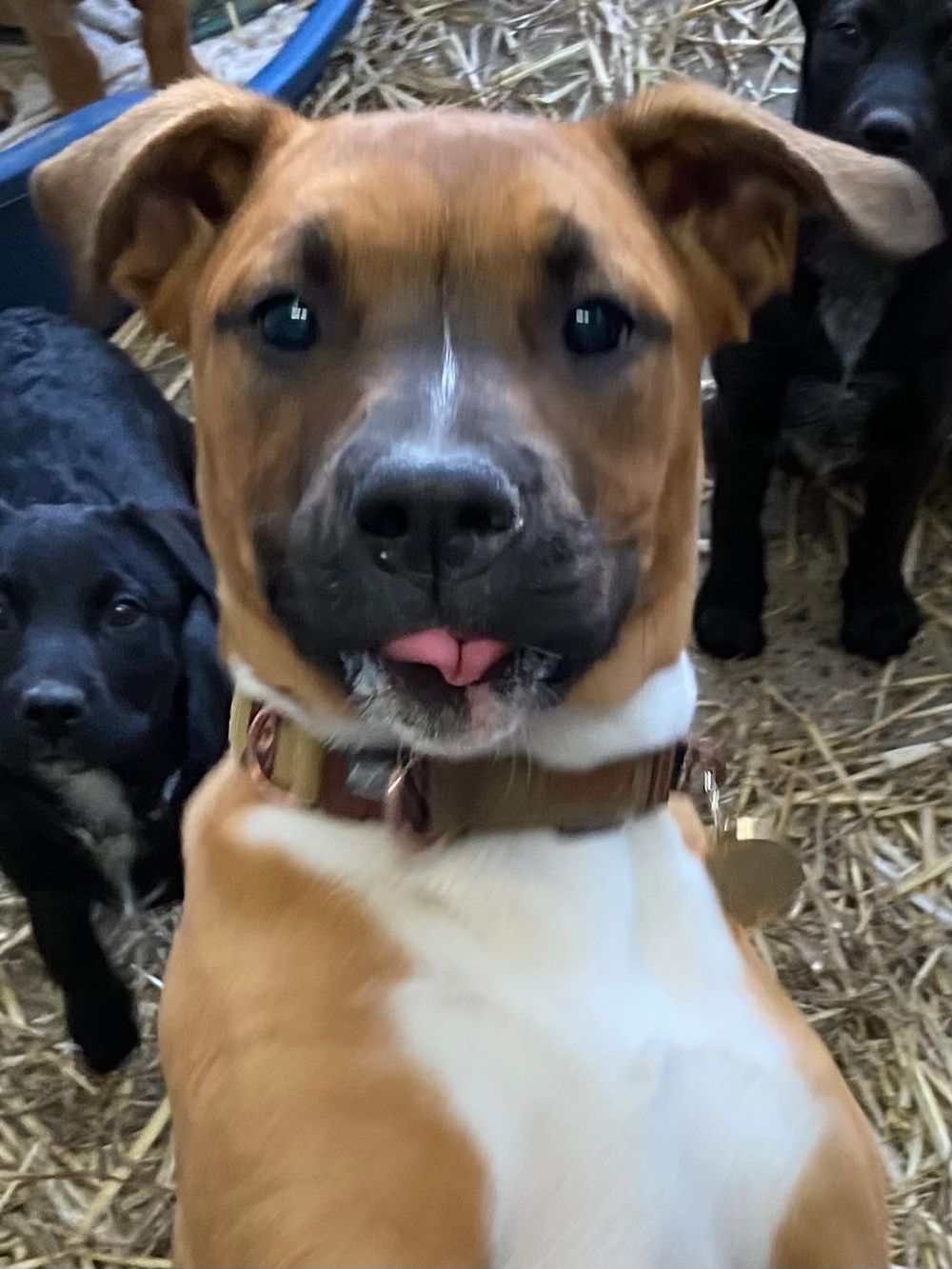 Louie needs a home post image