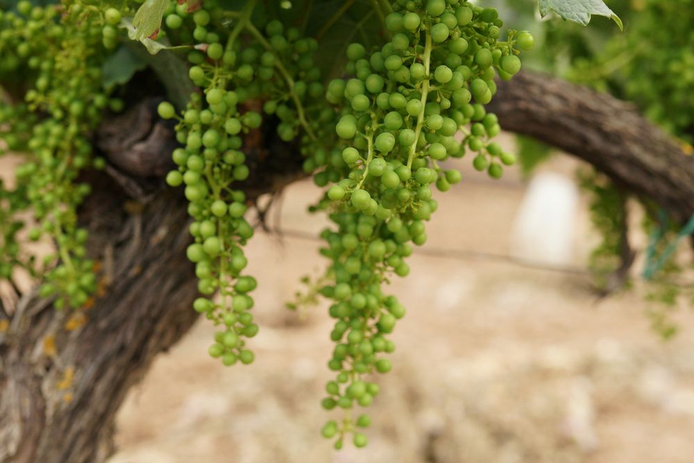 Wine is still Australia’s most popular alcoholic drink – but many producers face an uncertain future post image