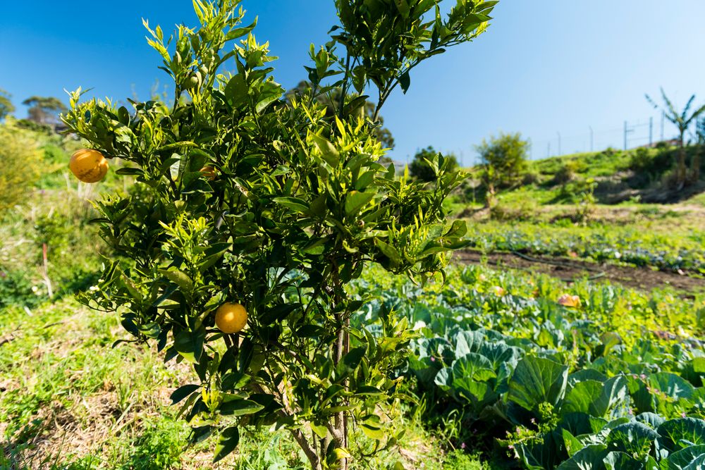 What's in season in September post image