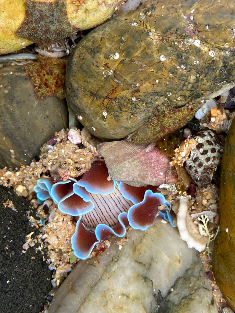 'I have a shell but it’s fragile, It doesn’t act as my home' post image