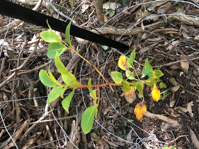 Tree of the month: native laurel post image