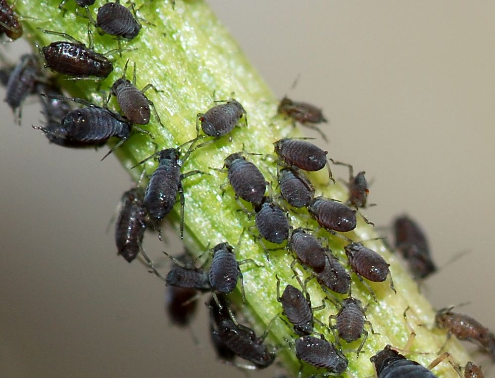 Beetling About: How aphids survive post image