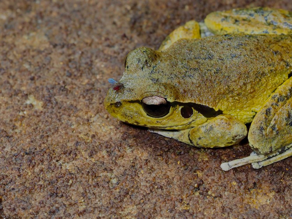 Gone frogging post image