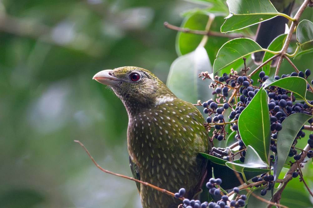 Bird Watch: Look out for the Green catbird post image