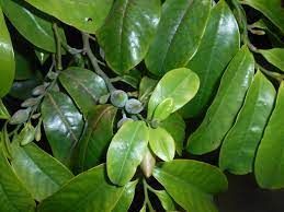 Tree of the Month: Bolwarra post image