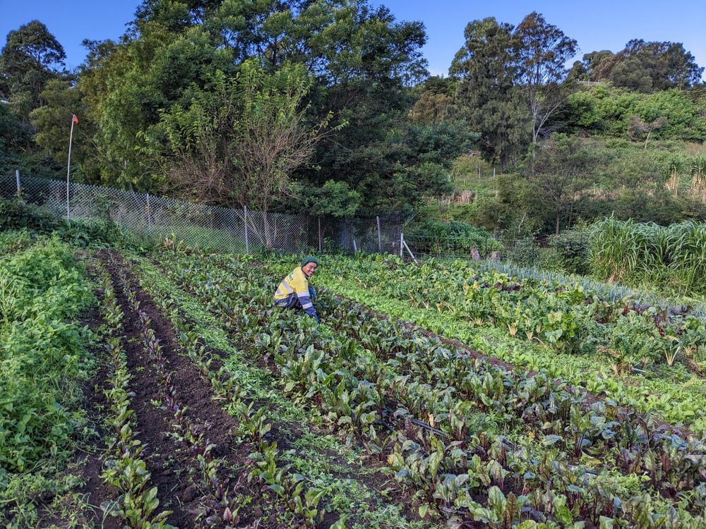 Green Connect farm flourishes thanks to sustainable initiatives post image