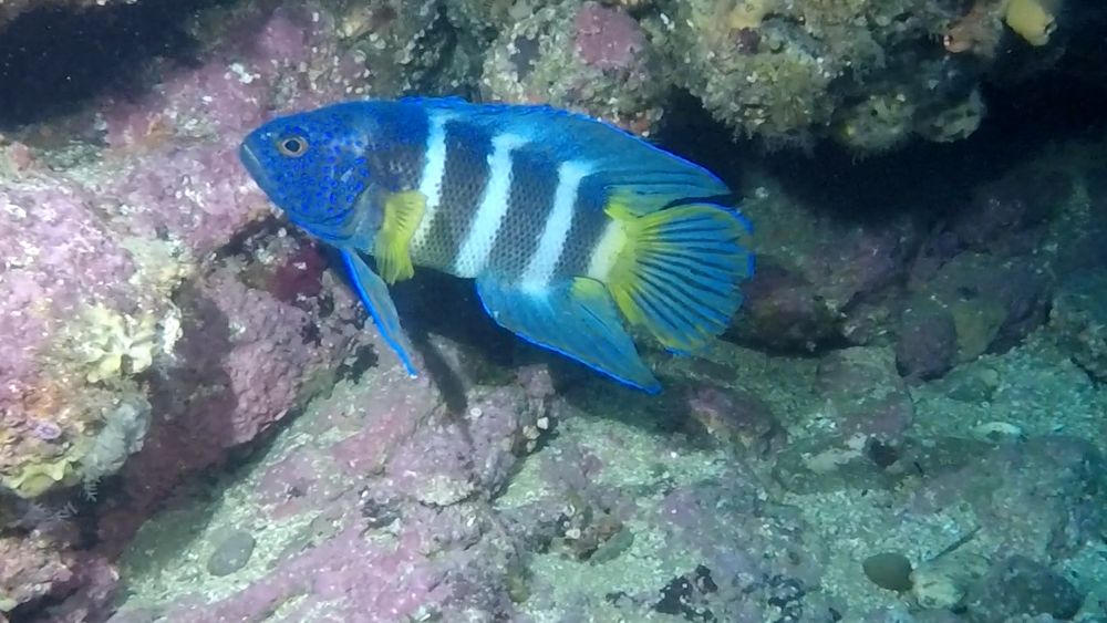 Should we have a City fish? post image