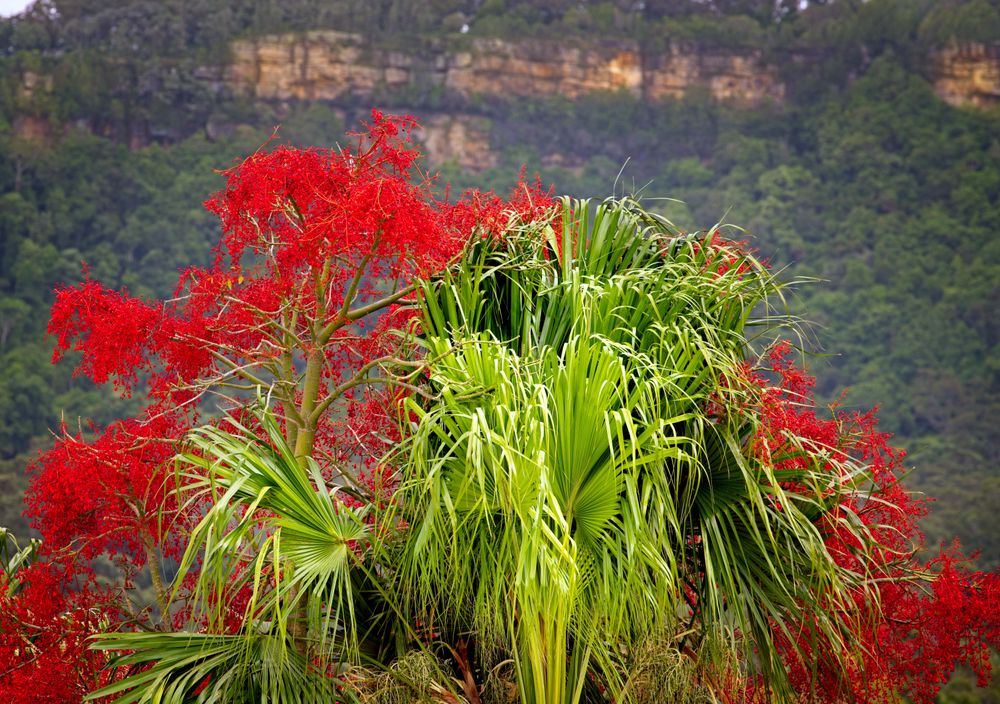 Flame Trees lay out the red carpet post image