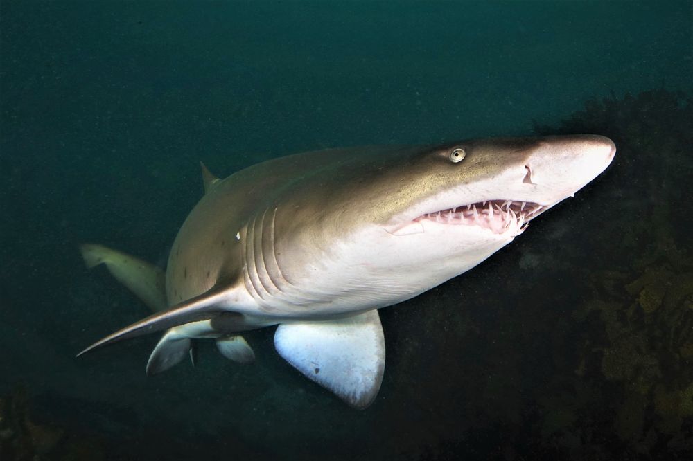 'No easy answer to the sharks on beaches question' post image