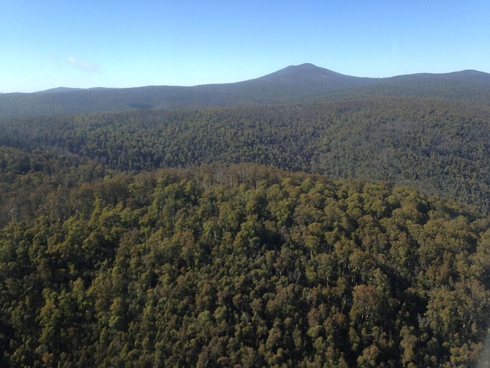 Blitzing the bush post image