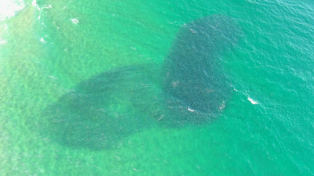 Welcome salmon post image