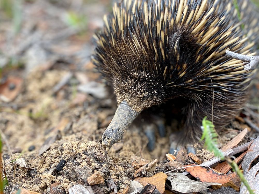 Creature Feature: A spiky encounter post image
