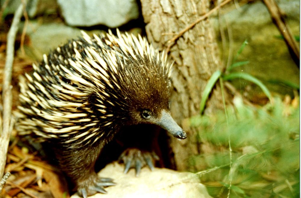 Helensburgh Landcare needs you! Join Rise and Shine Community Clean-Up this Sunday post image