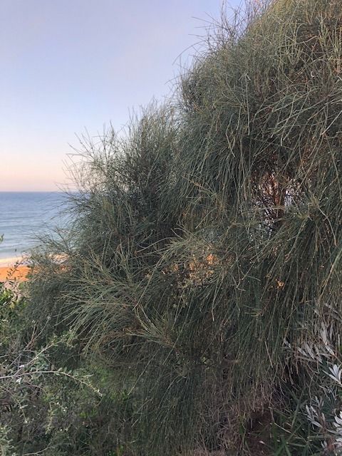 Tree of the Month: Black She-oak post image