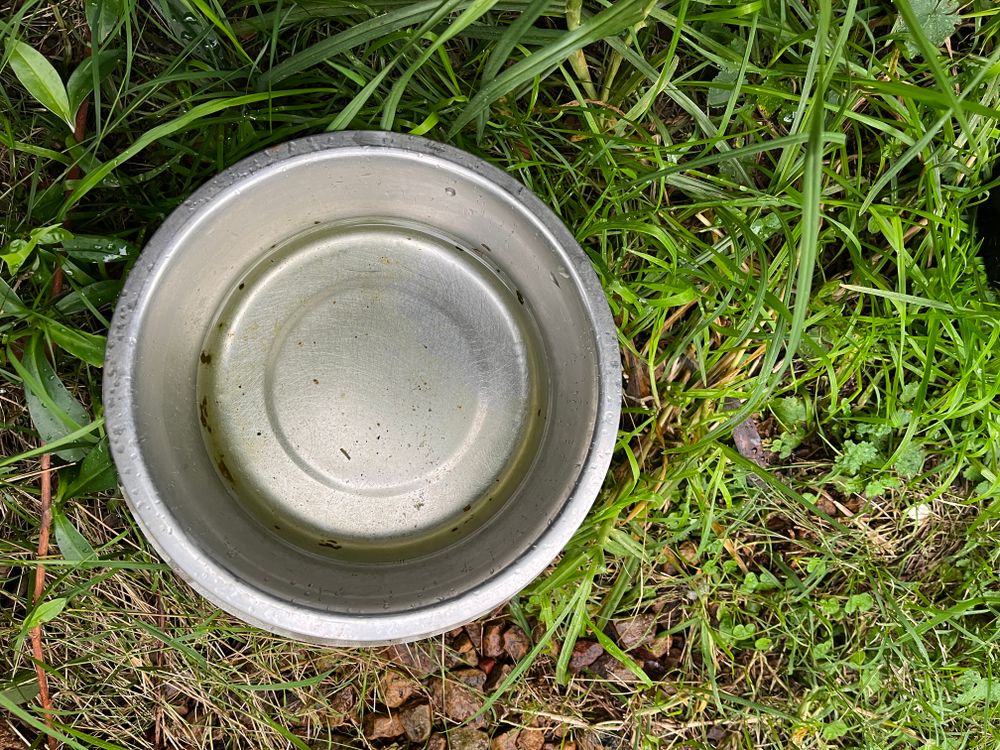 Leptospirosis: What dog owners need to know post image