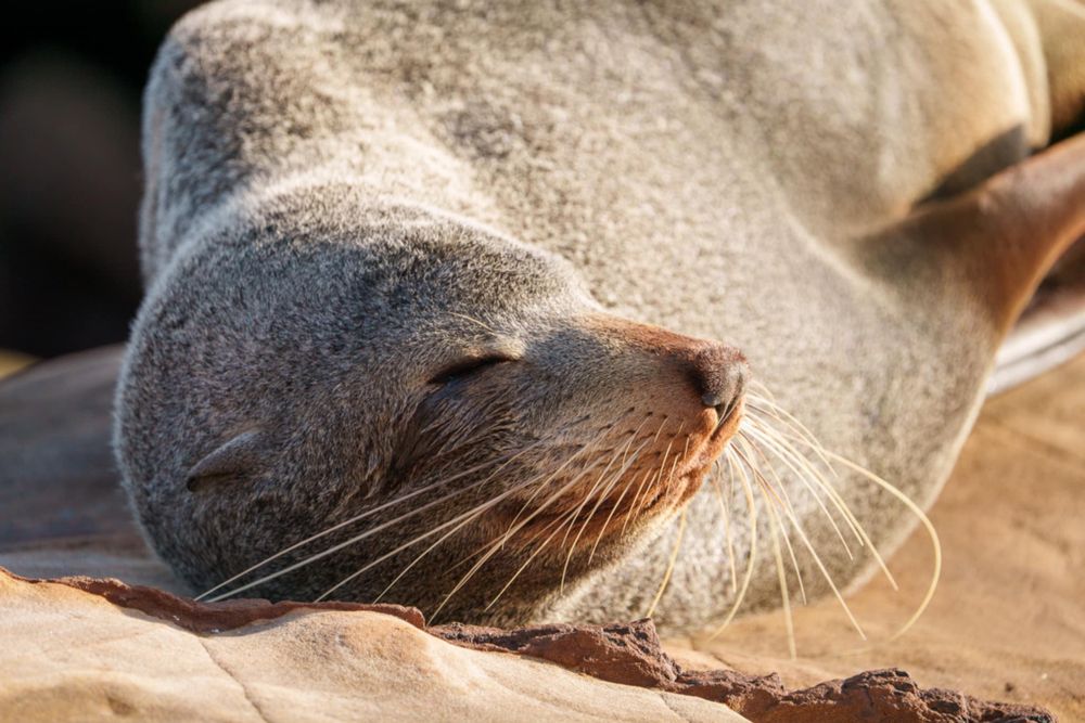 Flipping fantastic: How ORRCA helps save our seals post image