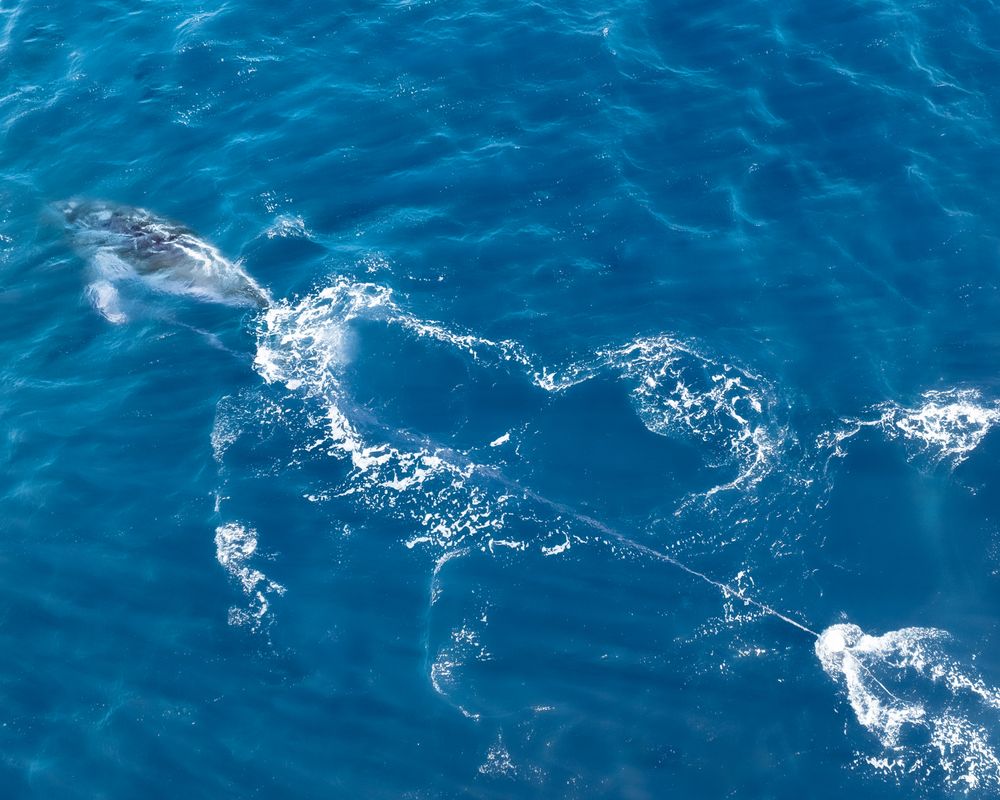Last seen swimming south, entangled whale shows threats ahead this migration season post image