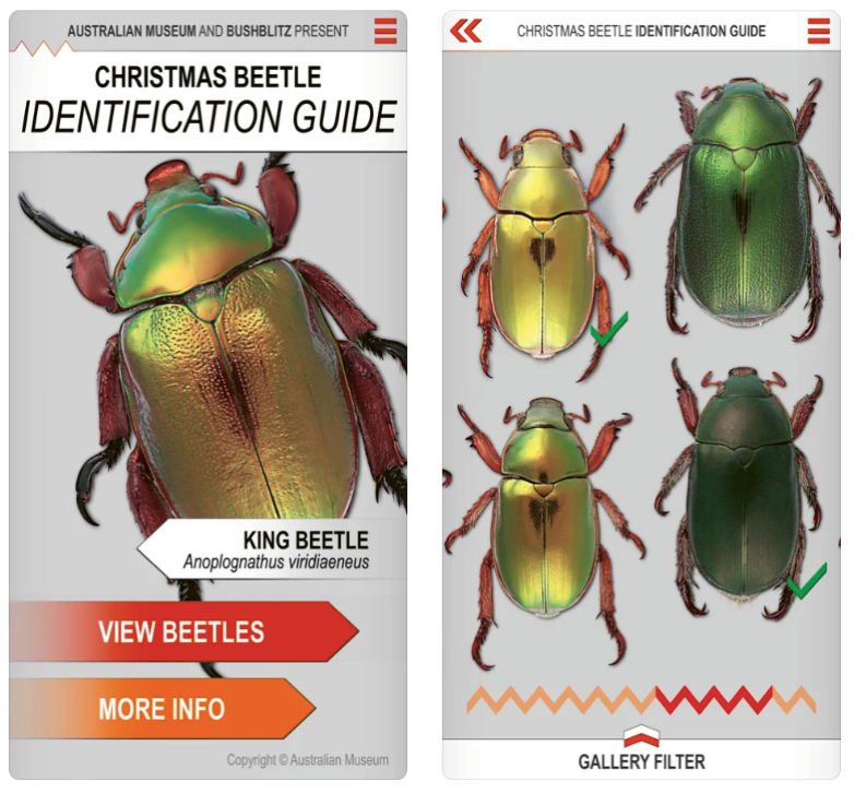 Contribute to Christmas beetle study post image