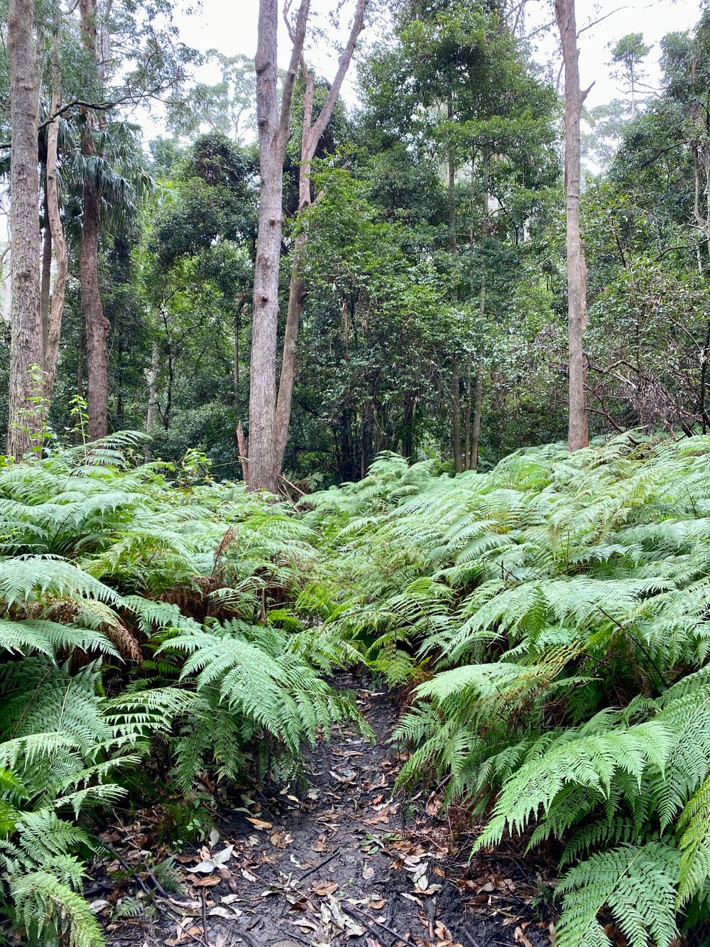Follow the trail of the bristle snail post image