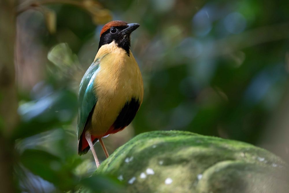 Birdwatchers, grab your binocs post image