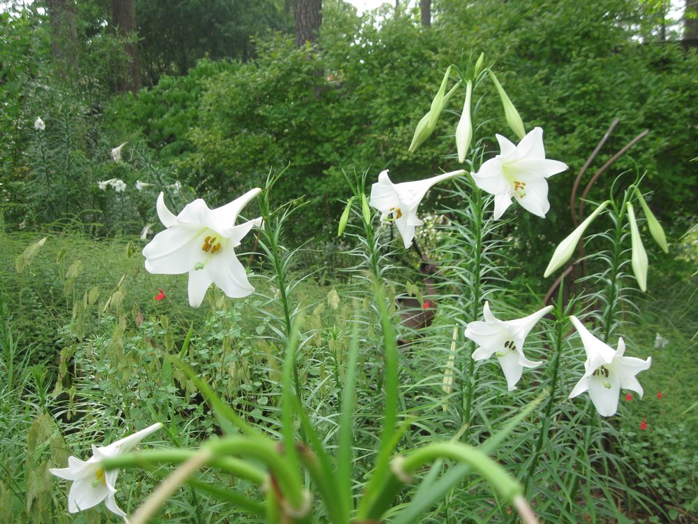 Watch out for Formosan lily post image