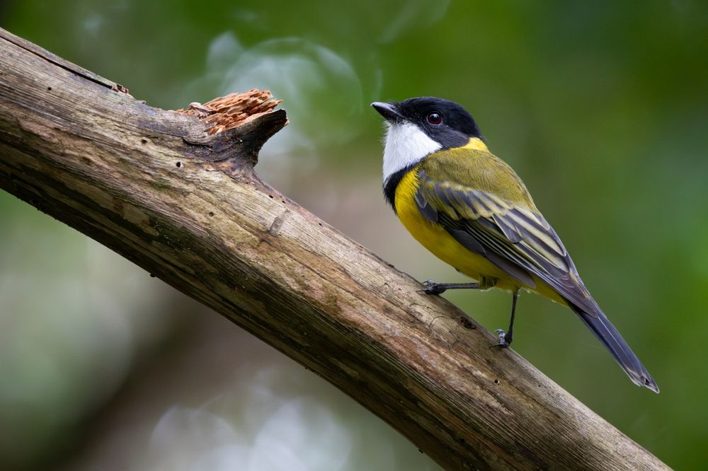 Bird of the Month: Golden Whistler post image