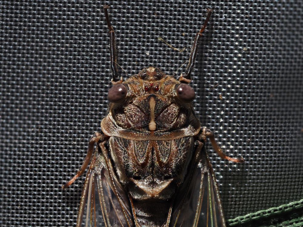 Nature Notes: It's beginning to look a lot like Christmas post image