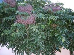 Tree of the Month: Celery Wood post image