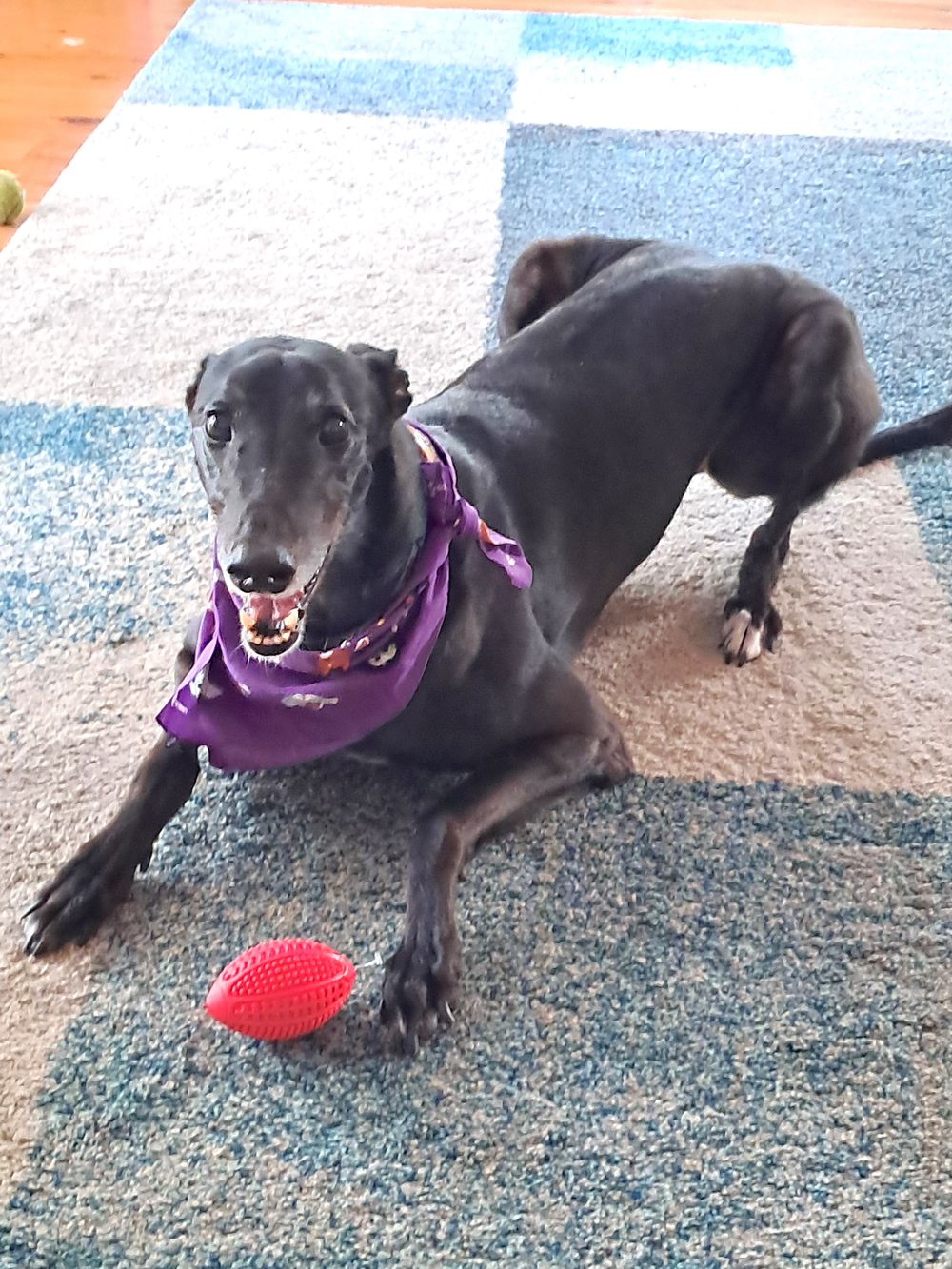 Dapto dogs race survivors 'will need rehoming' post image