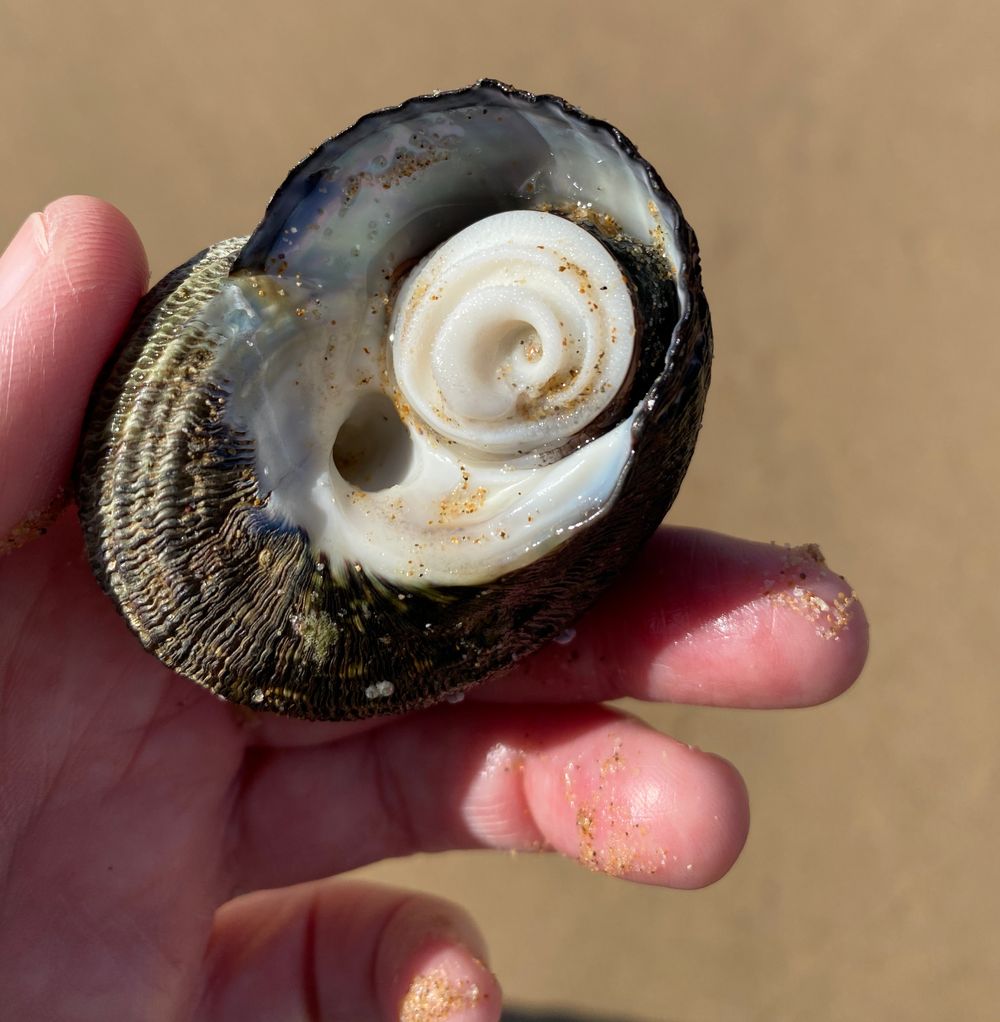Snail doors for a shell ‘house’ post image