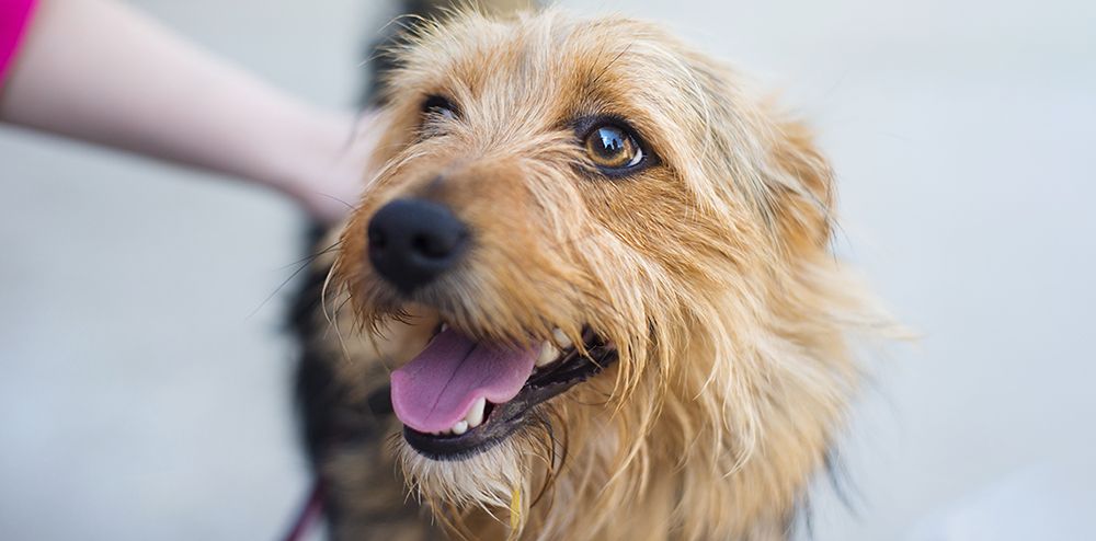 Finding homes for the ‘Gong’s lost & stray pets post image