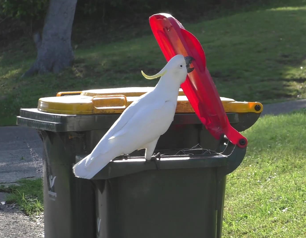 Wollongong council to use 'bin springs' to stop clever cockies from raiding rubbish post image