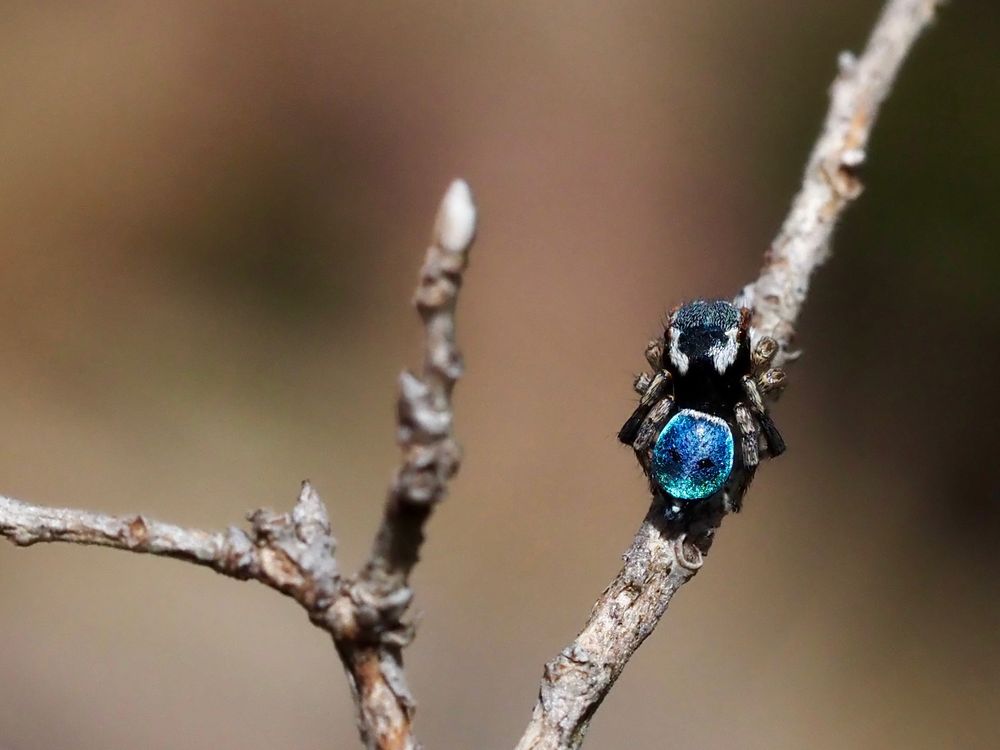 Everybody dance now: Peacock spiders and how to find them post image