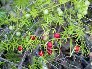 Watch out for Asparagus species post image