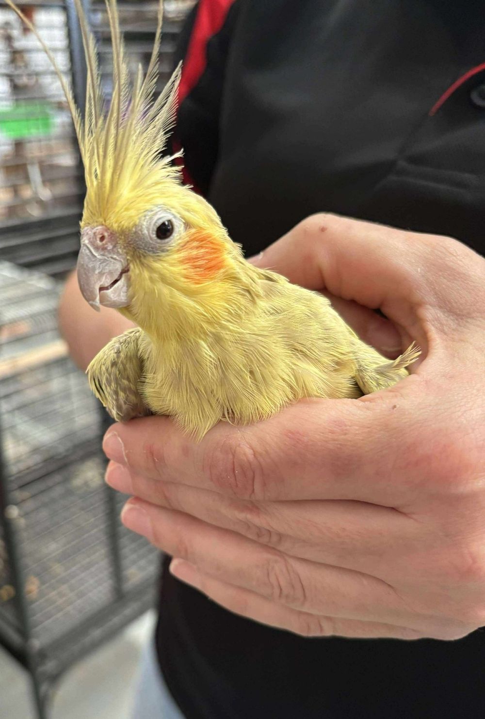 Help new Illawarra Bird Sanctuary and Rescue take flight at Saturday fundraiser post image