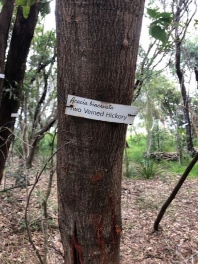 Tree of the Month: Two-veined hickory post image