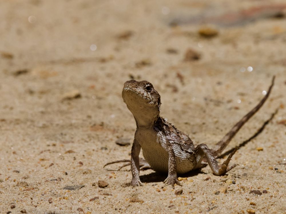 Here be Mountain Dragons post image