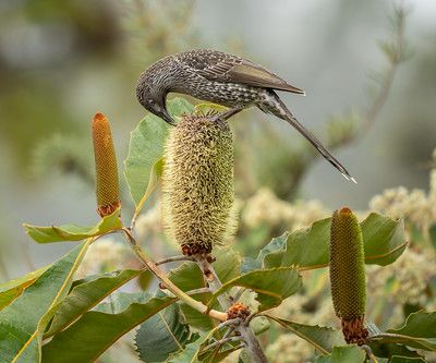 Candles on the trees post image