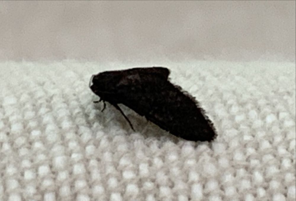 Beetling About with parasite moths post image