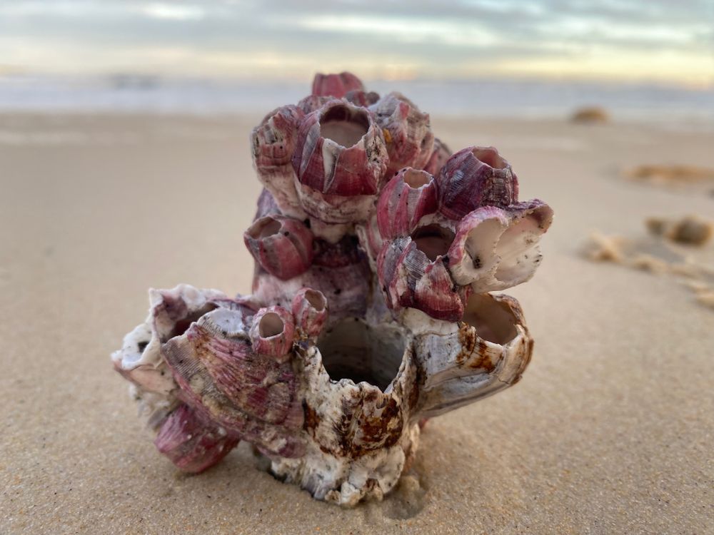 The secret and surprising life of the barnacle post image