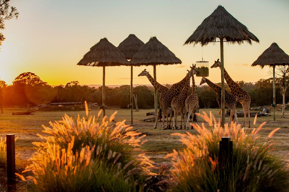 Helensburgh Probus Club look forward to zoo vet's talk post image