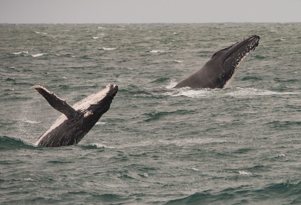 Meet the 'whale tragics' post image