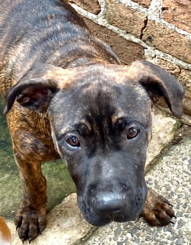 Adopt a dog: Orville needs a home post image