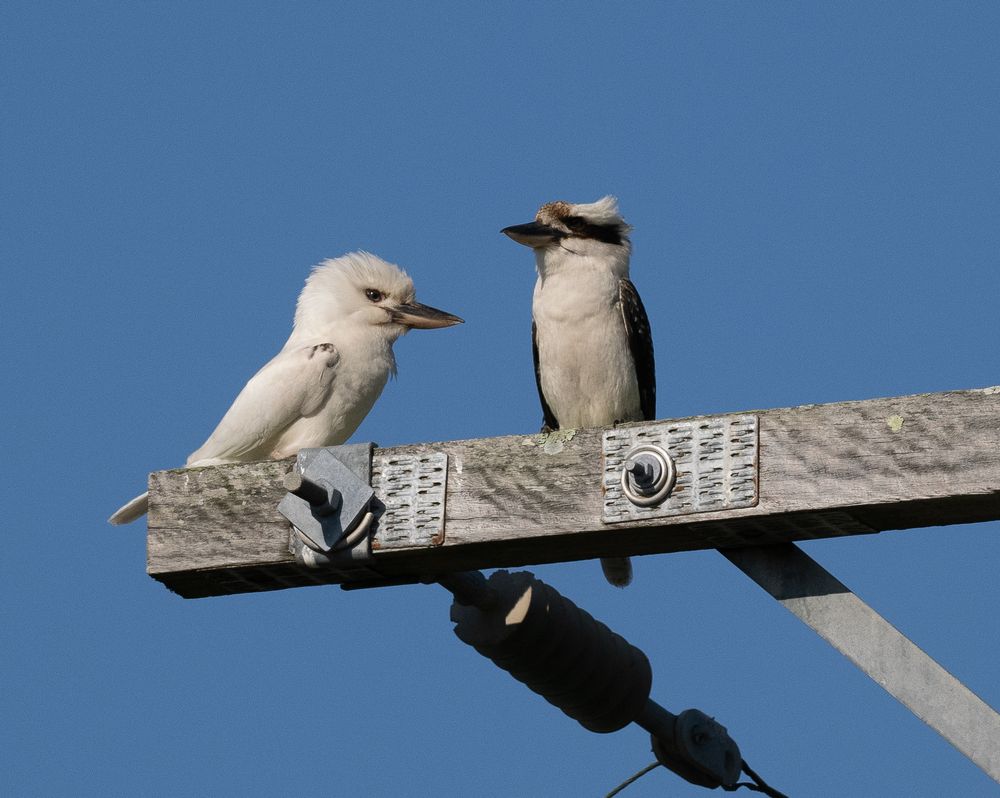 The top 3 birdwatching spots in the Illawarra post image