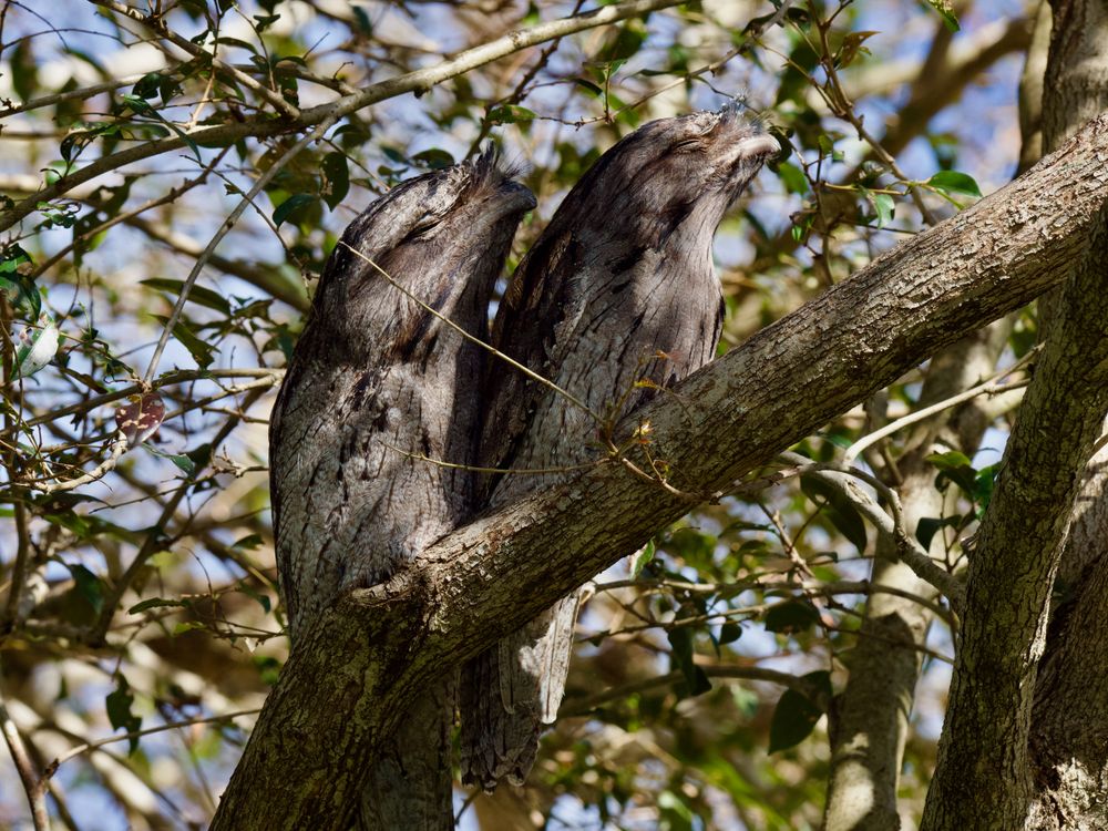 3 unexpected visitors to your Spring garden post image