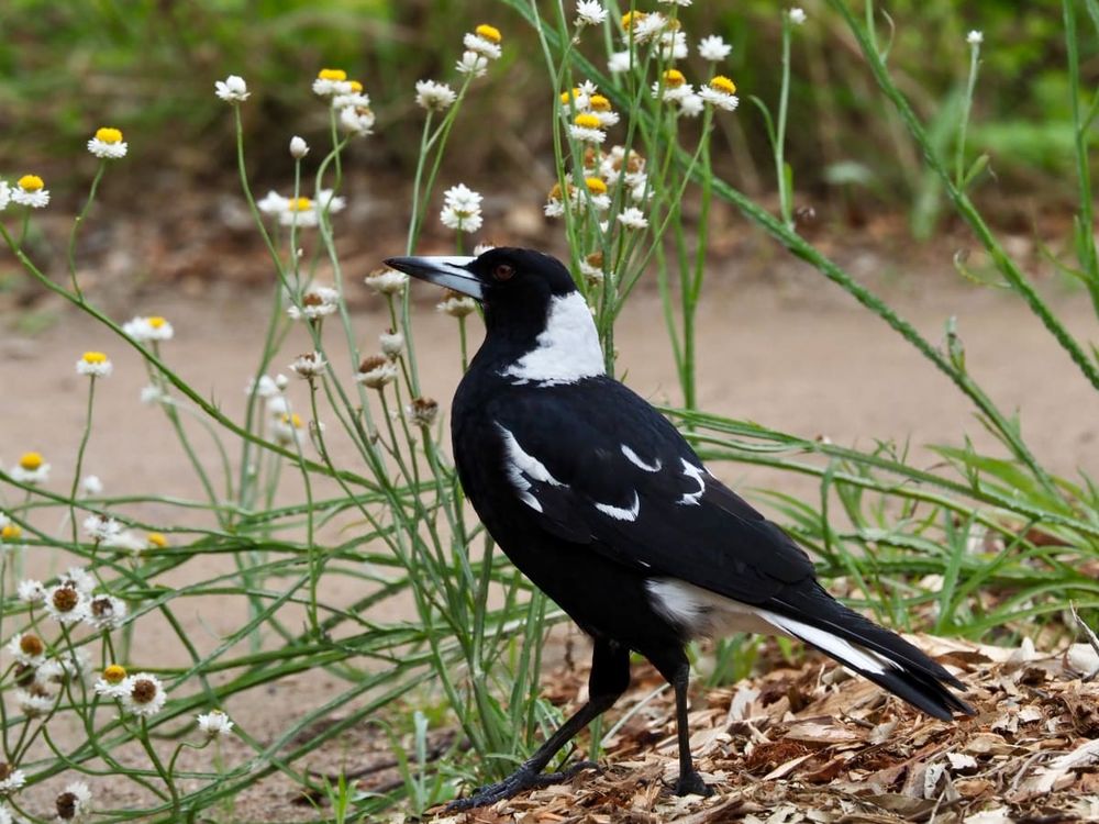 Let's play Bird Bingo! post image